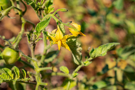 Growing tomato in home garden at Los Angelesの写真素材