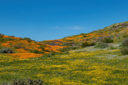 Sunny view of Poppy flower blossom near Lake Elsinore, Californiaの写真素材