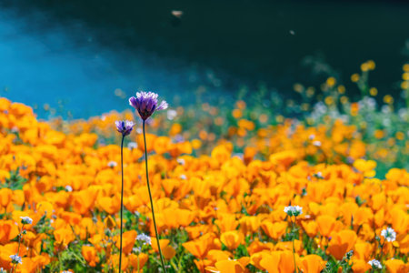 Sunny view of Poppy flower blossom near Lake Elsinore, Californiaの写真素材