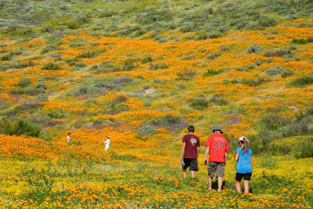 Sunny view of Poppy flower blossom near Lake Elsinore, Californiaのeditorial素材