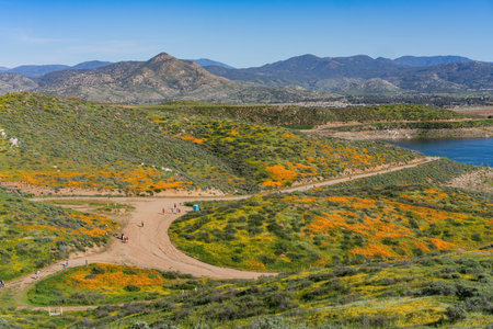 Sunny view of Poppy flower blossom near Lake Elsinore, Californiaのeditorial素材