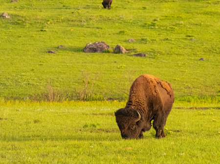 Close up shot of cute Bison in Wichita Mountains National Wildlife Refuge at Oklahomaの写真素材