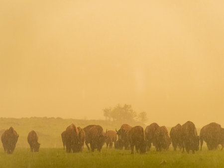 Close up shot of many bison walking in rain in Wichita Mountains National Wildlife Refuge at Oklahomaの写真素材