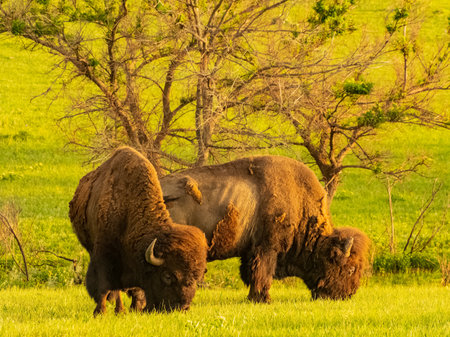 Close up shot of cute Bison in Wichita Mountains National Wildlife Refuge at Oklahomaの写真素材