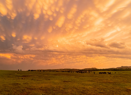 Sunset view of beautiful clouds and many bison walking in Wichita Mountains National Wildlife Refuge at Oklahomaの写真素材