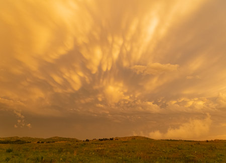 Sunset view of beautiful clouds and many bison walking in Wichita Mountains National Wildlife Refuge at Oklahomaの写真素材