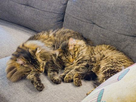 Close up shot of cute Maine Coon mix cat at Oklahomaの写真素材