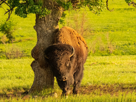 Close up shot of cute Bison in Wichita Mountains National Wildlife Refuge at Oklahoma