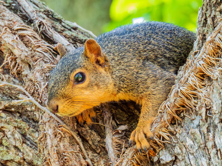 Close up shot of cute squirrel in Martin Park Nature Center at Oklahomaの写真素材