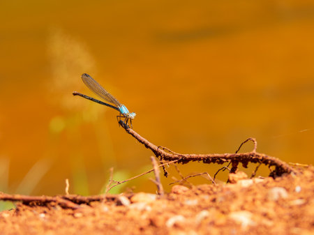 Close up shot of Damselfly on ground at Oklahomaの写真素材