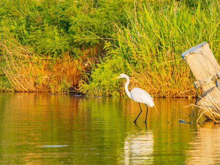 Close up shot of Great egret catching fish in Lake Overholser at Oklahomaの写真素材