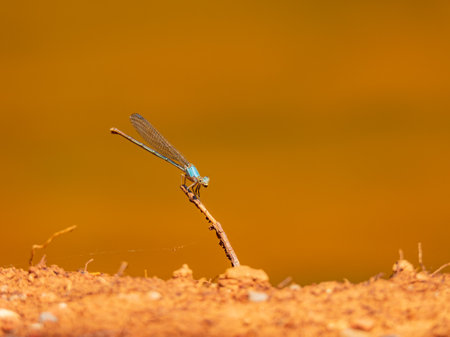 Close up shot of Damselfly on ground at Oklahomaの写真素材