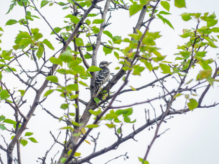 Close up shot of woodpecker in Martin Park Nature Center at Oklahomaの写真素材
