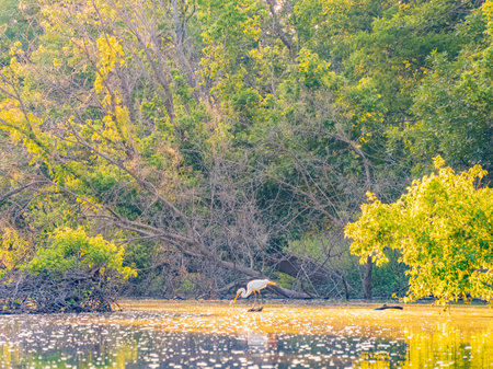 Close up shot of Great egret catching fish in Lake Overholser at Oklahomaの写真素材
