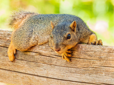 Close up shot of cute squirrel in Martin Park Nature Center at Oklahomaの写真素材