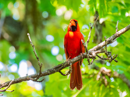 Close up shot of Northern cardinal singing on tree branch at Oklahomaの写真素材
