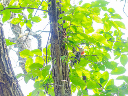 Close up shot of woodpecker in Martin Park Nature Center at Oklahomaの写真素材