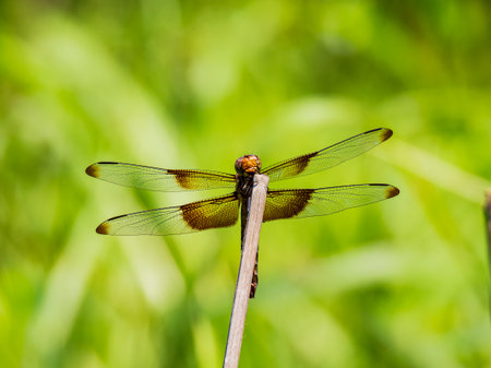 Close up shot of Dragonfly on ground at Oklahomaの写真素材