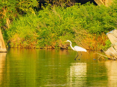 Close up shot of Great egret catching fish in Lake Overholser at Oklahomaの写真素材