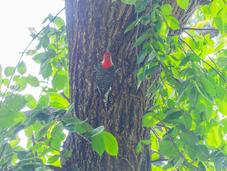 Close up shot of woodpecker in Martin Park Nature Center at Oklahomaの写真素材