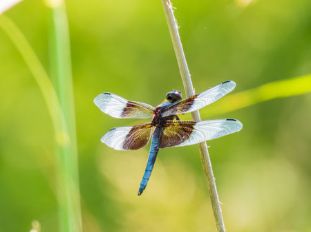 Close up shot of Dragonfly on ground at Oklahomaの写真素材