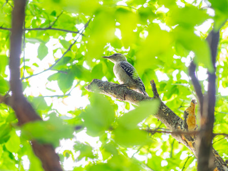 Close up shot of woodpecker in Martin Park Nature Center at Oklahomaの写真素材