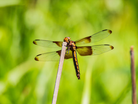Close up shot of Dragonfly on ground at Oklahomaの写真素材