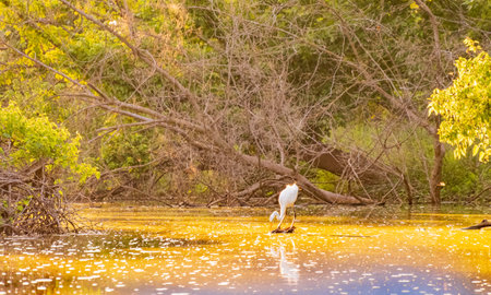 Close up shot of Great egret catching fish in Lake Overholser at Oklahomaの写真素材