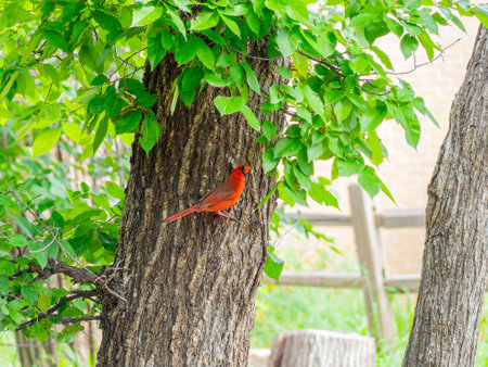 Close up shot of Northern cardinal singing on tree branch at Oklahomaの写真素材