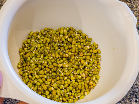 Close up shot of many mung beans in Germination at Oklahomaの写真素材