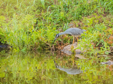 Close up shot of Yellow crowned night heron in Lake Overholser at Oklahomaの写真素材