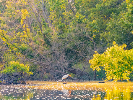 Close up shot of Great egret catching fish in Lake Overholser at Oklahomaの写真素材