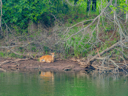 Close up shot of deer resting by the pond in Martin Park Nature Center at Oklahomaの写真素材