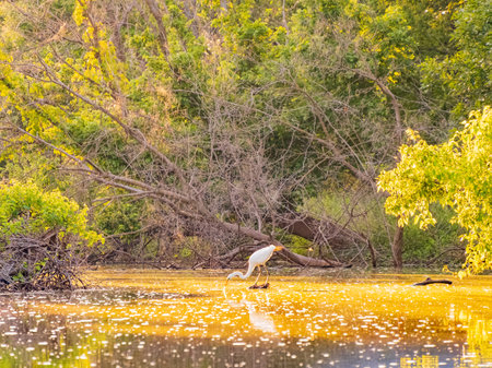 Close up shot of Great egret catching fish in Lake Overholser at Oklahomaの写真素材