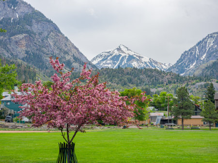 Colorado, JUN 6, 2023 - Daytime view of purple flower blossom in Ourayのeditorial素材