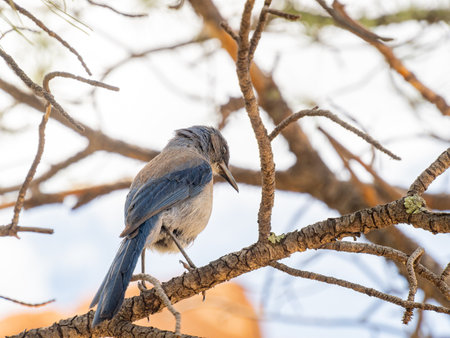 Close up shot of a cute Blue Jay at Coloradoの写真素材
