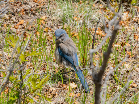 Close up shot of a cute Blue Jay at Coloradoの写真素材