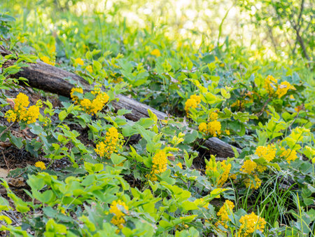 Close up shot of Oregon Grape blossom in Ouray at Coloradoの写真素材