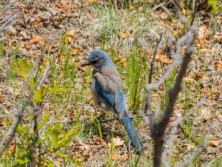 Close up shot of a cute Blue Jay at Coloradoの写真素材