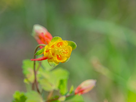 Close up shot of Red Columbine bloom in Ouray at Coloradoの写真素材