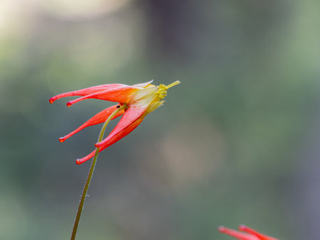Close up shot of Red Columbine bloom in Ouray at Coloradoの写真素材