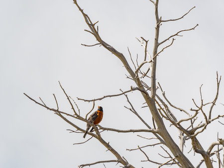 Close up shot of American robin sitting on the tree at Coloradoの写真素材