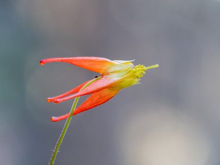 Close up shot of Red Columbine bloom in Ouray at Coloradoの写真素材