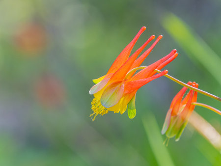 Close up shot of Red Columbine bloom in Ouray at Coloradoの写真素材