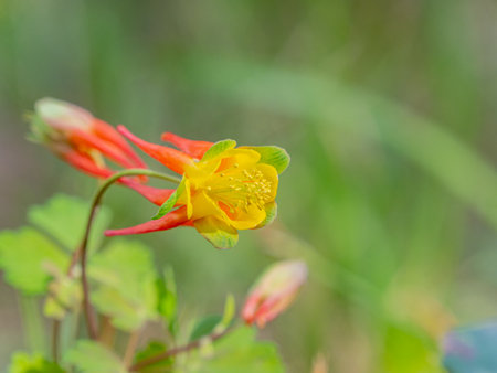 Close up shot of Red Columbine bloom in Ouray at Coloradoの写真素材