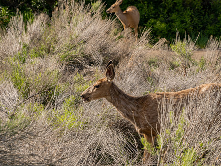 Close up shot of deer in Morefield Campground at Coloradoの写真素材