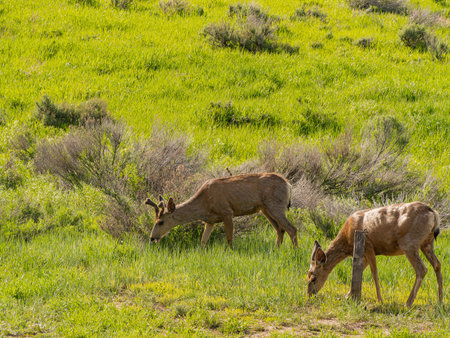 Close up shot of deer in Morefield Campground at Coloradoの写真素材