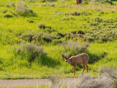 Close up shot of deer in Morefield Campground at Coloradoの写真素材