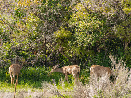 Close up shot of deer in Morefield Campground at Coloradoの写真素材