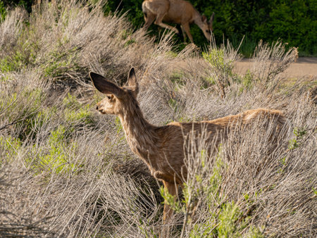 Close up shot of deer in Morefield Campground at Coloradoの写真素材